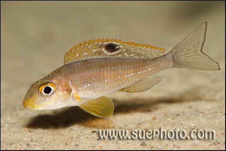 Xenotilapia sp. 'papilio sunflower' Kipili